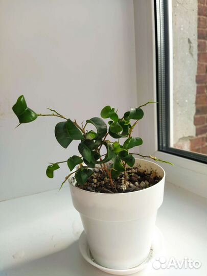 Фикус бенджамина Барок