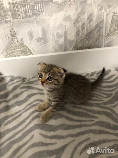 Шотландские котята