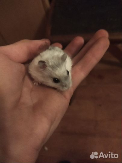Джунгарский хомяк