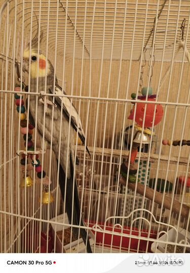 Попугай корелла с клеткой