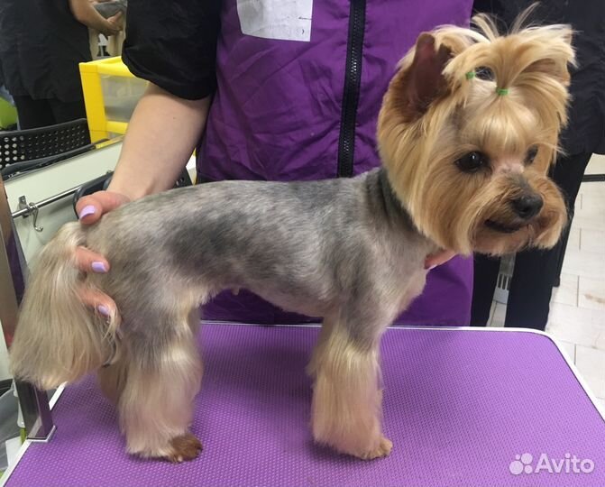 Стрижка собак и кошек