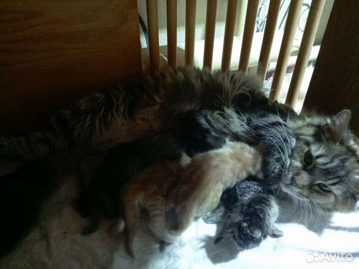 Красавцы Мейн Куны