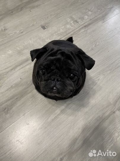 Черный мопс