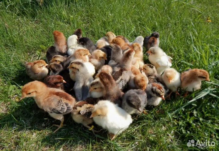 Цыплята домашних несушек