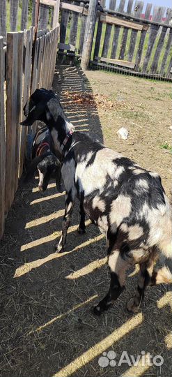 Коза Нубийская - дойная