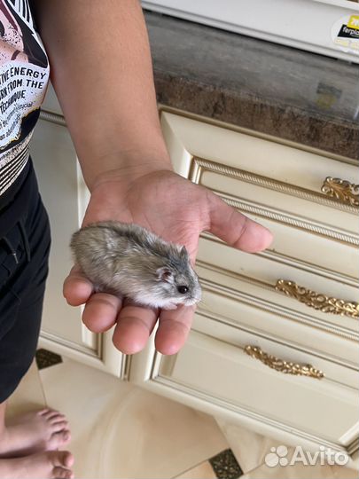 Клетка для грызунов бу с хомяком и тд