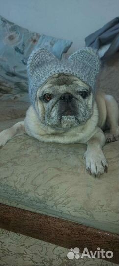 Мастер класс по вязанию шапки для мопса видео