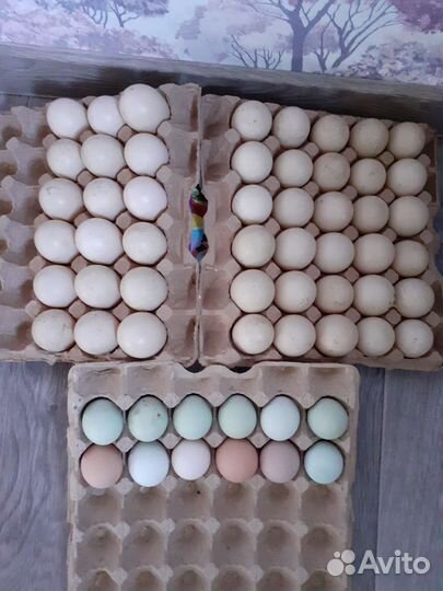 Инкубационное яйцо индоутки,цветное яйцо кур