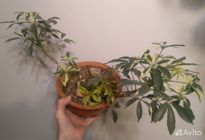 Шефлера вариегатная