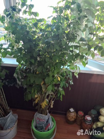 Саженцы малины