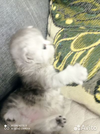 Персидская шиншилла