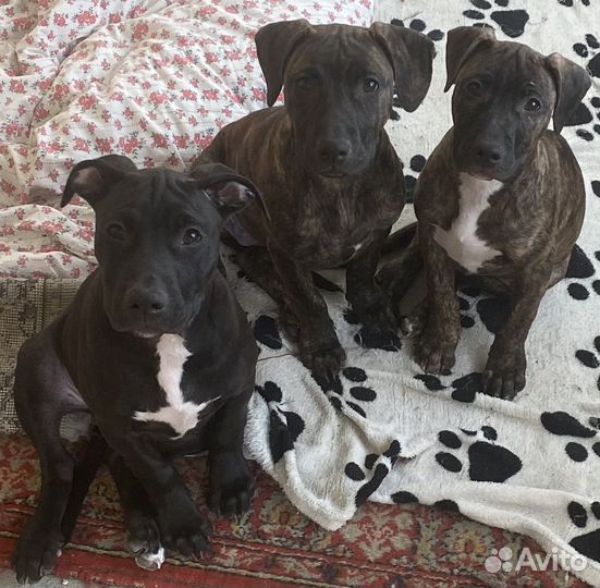 Щенки питбуля