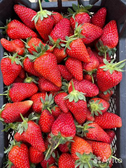 Клубника, ягода опт розница
