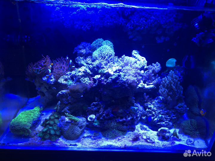 Морской аквариум