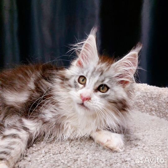 Котята мейн-кун