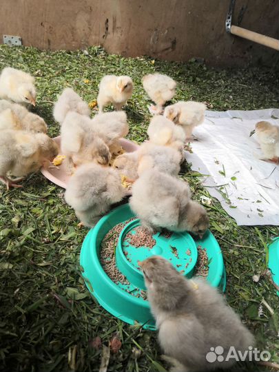 Цыплята и куры брама