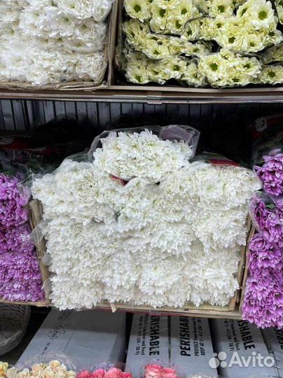 Хризантема кустовая букет цветы доставка девушке