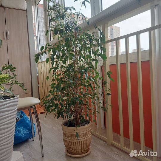 Продам цветок в керамическом горшке