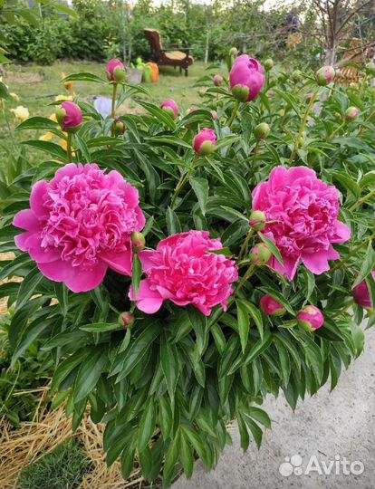 Пион (Очень Ароматный )