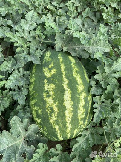 Арбузы оптом