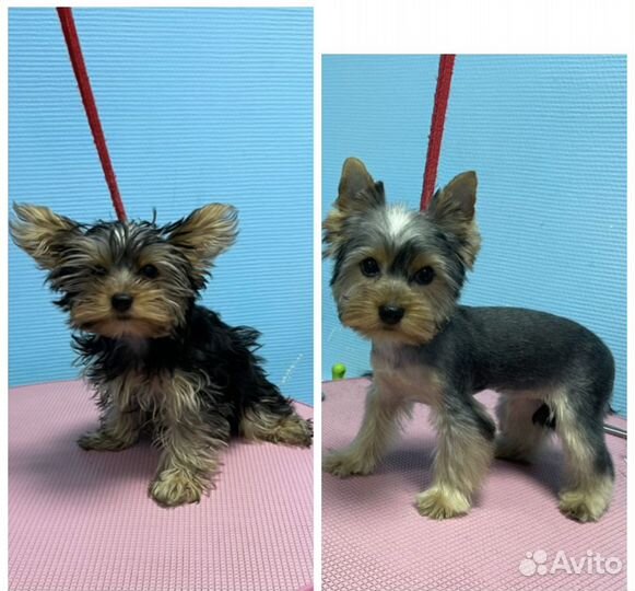 Стрижка собак и кошек