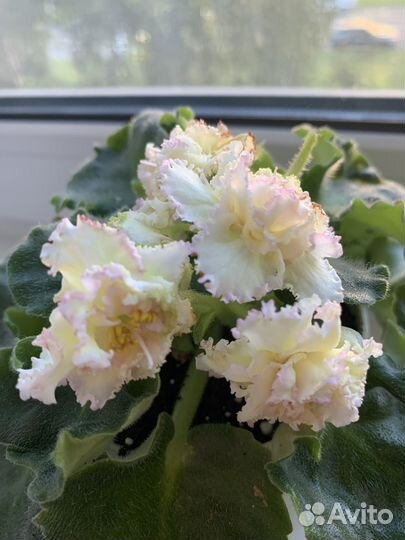 Фиалка «Офелия«