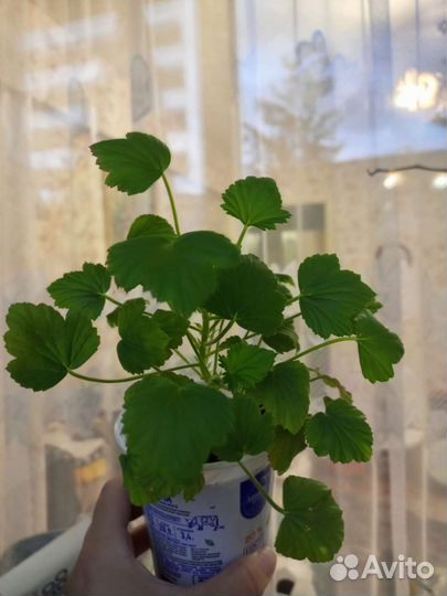 Пеларгония герань королевская