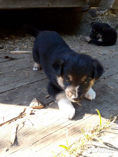 Щенки дворняжки мальчики