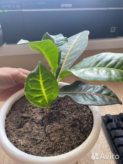 Кодиеум кротон