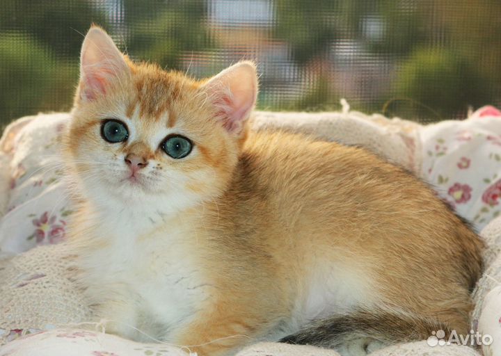 Мальчик британская золотая шиншилла ny11