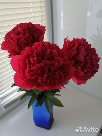 Саженцы пионов