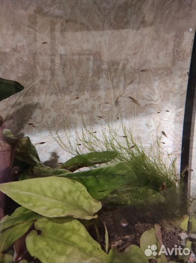 Мальки гуппи