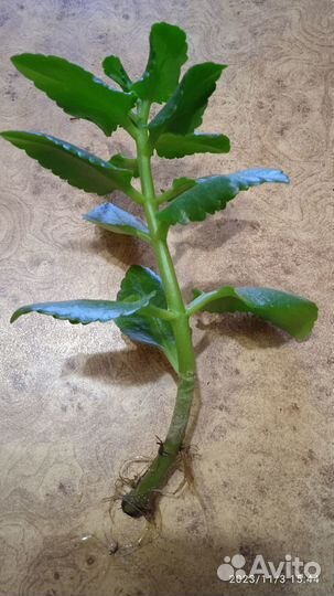 Адениум,хатиора,алоэ, каланхоэ,хлорофитум,кактусы