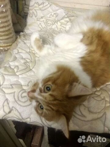 Сибирский кот Афоня объявление продам