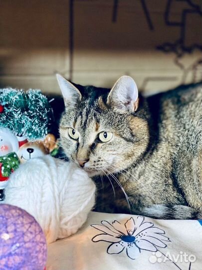 Темпераментная плюшевая кошечка Сильва ищет дом