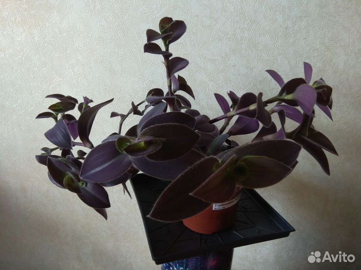 Традесканции и каллизии часть 3