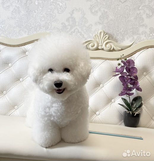 Бишон фризе девочка