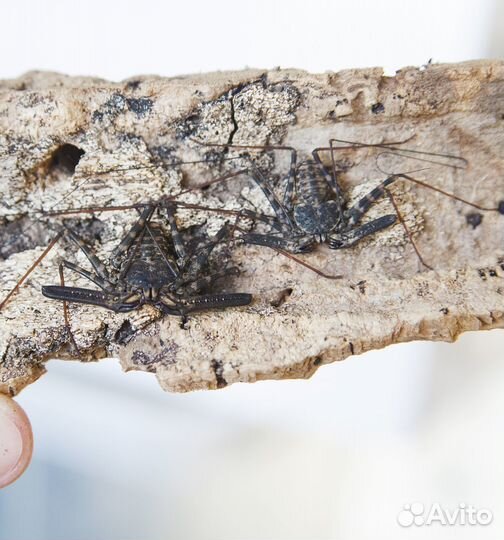 Фрины,телифоны