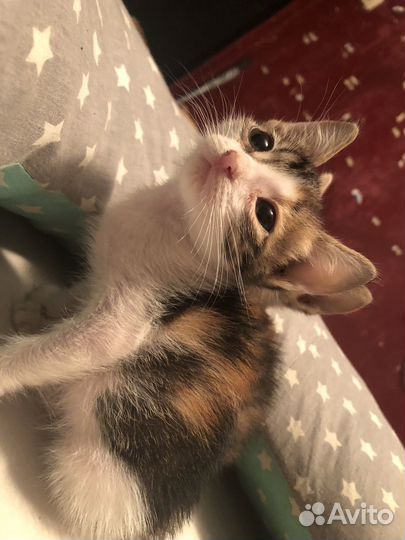 Котята мини в добрые руки