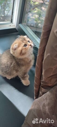 Шотландская вислоухая золотая шиншилла