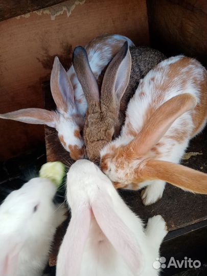 Кролики мясных пород