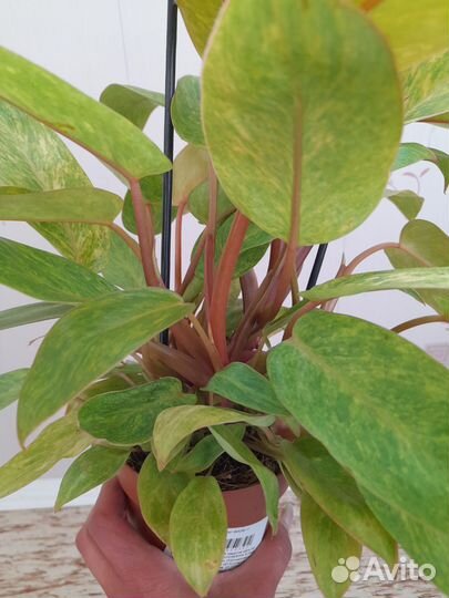 Филодендрон