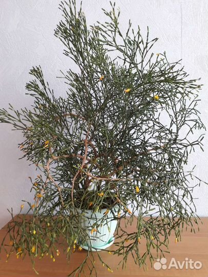 Хатиора