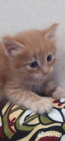 Котята 2 мес