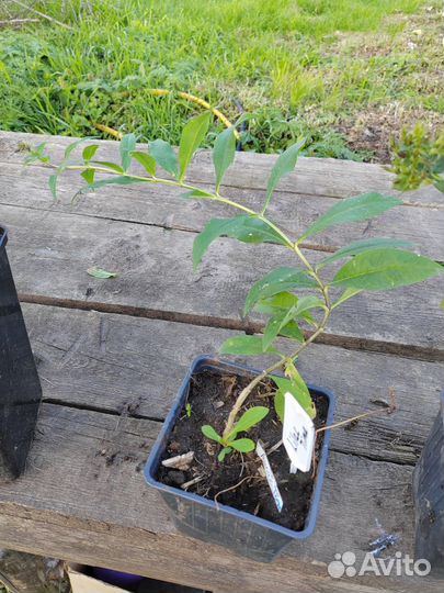 Флоксы сортовые