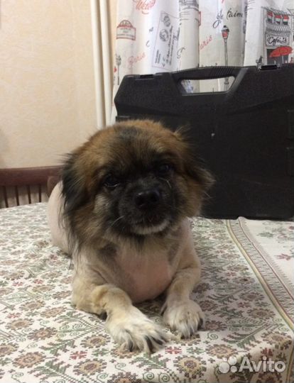 Продам машинку для стрижки кошек и собак