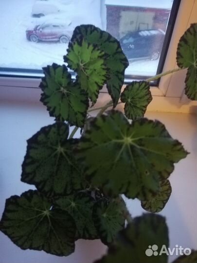 Бегония тигровая (молодые укорененные растения)