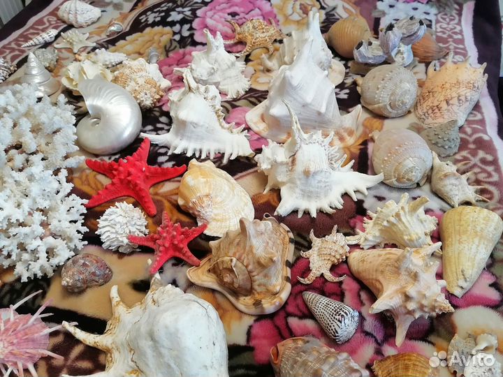 Морские ракушки раковины большие