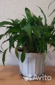 Спатифиллум