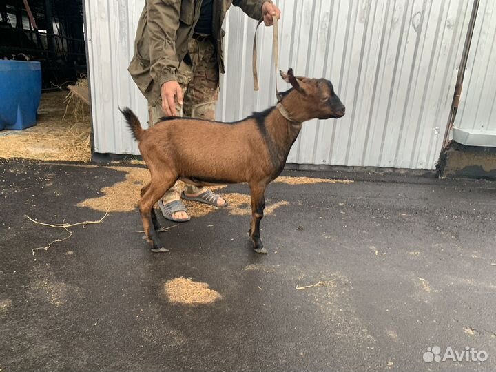 Чешский козел